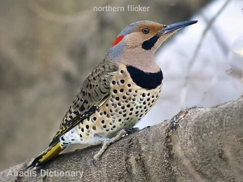 northern flicker